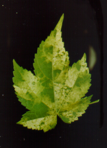 Flower maple